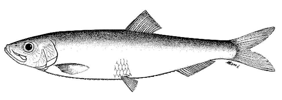 Sprattus sprattus_001.jpg